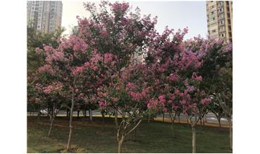 夏秋季節(jié)，錫城首次驚現(xiàn)紫薇花開美景
